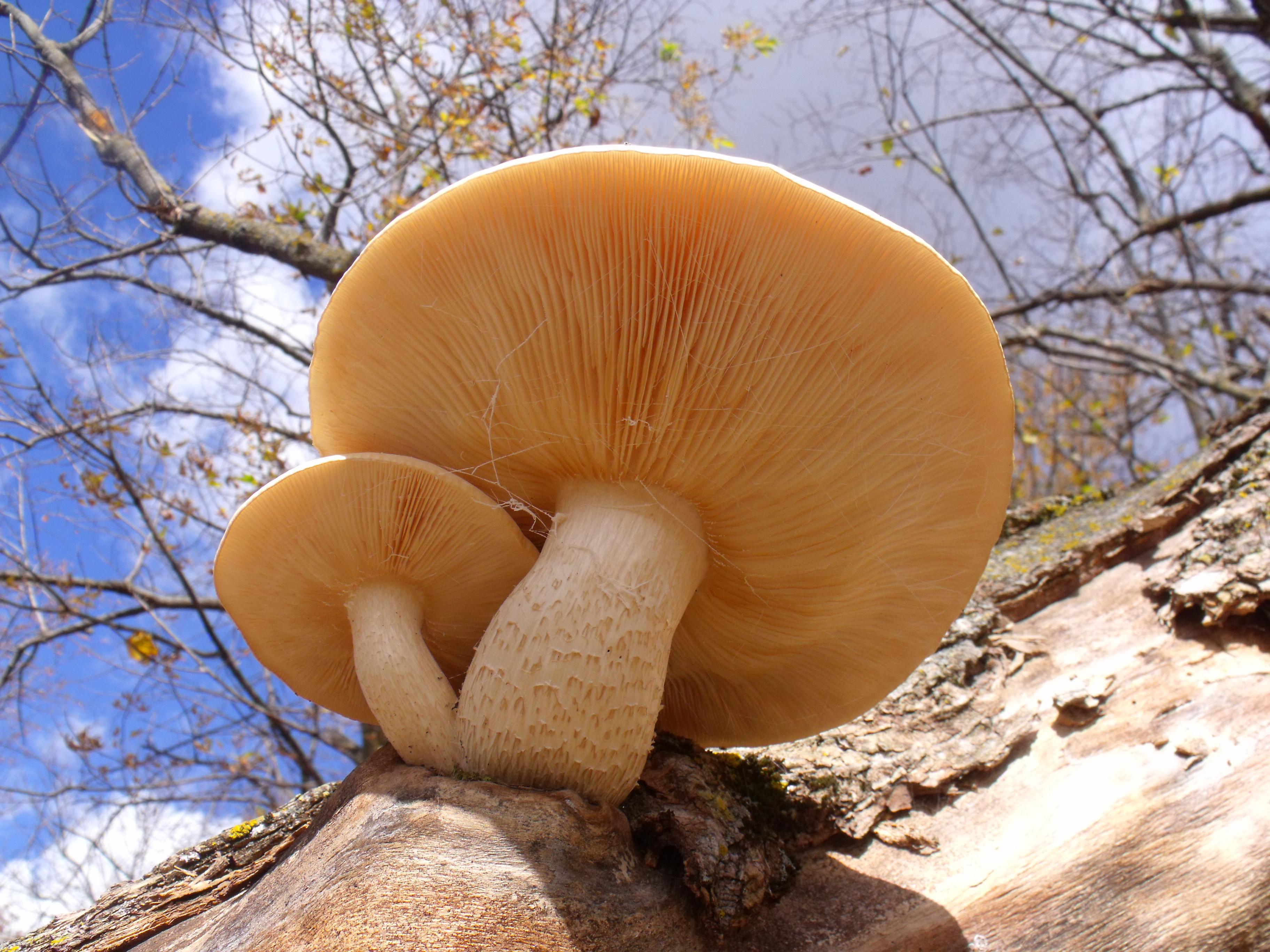 Mushroom Spirituality